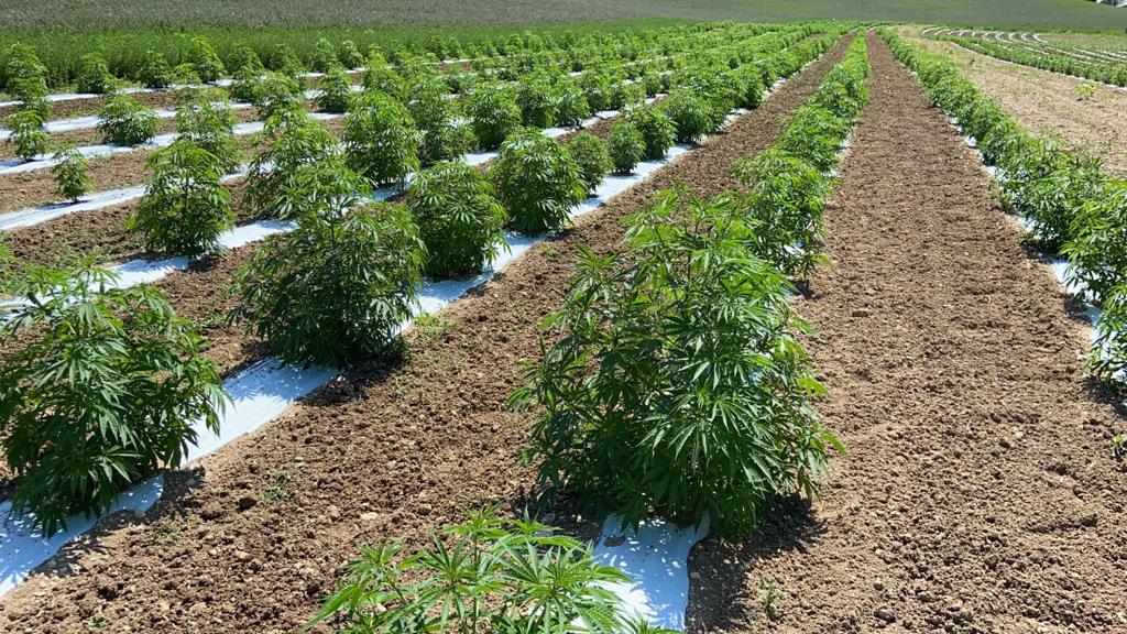 cbd français